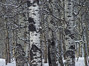 Aspens in Winter