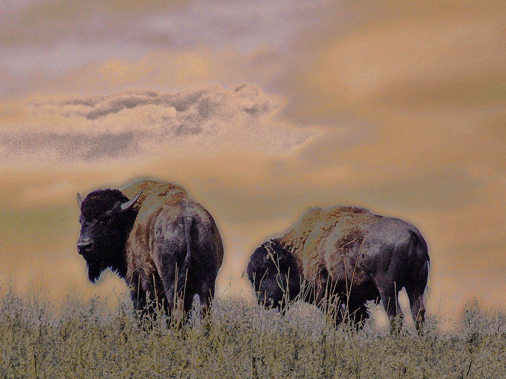 Two Bison